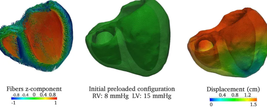 Figure 9: Test 4: a rule-based ﬁber ﬁeld has been created (left) for a human ventricular geometry [40].The left and right ventricles have been preloaded (center) with a pressure of 8 mmHg and 15 mmHg,respectively