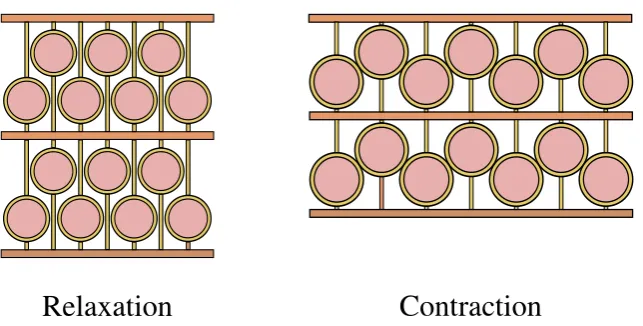 Figure 1: Schematic view of tissue contraction. Cells are surrounded by inextensible collagen ﬁlamentsattached to horizontal sheets of collagen