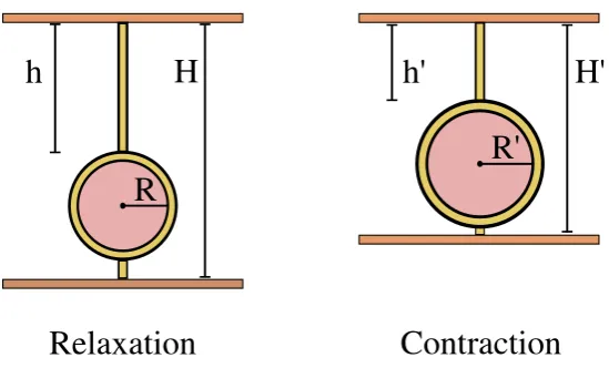 Figure 2: Representation of the cross-ﬁber shortening model.The inextensible collagen ﬁber wrapsaround the cell ω times and then connects with the horizontal layers