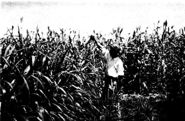 FIGURE 4. Common elephant right. extreme grass is shown on the left and Napier elephant grass on the Napier elephant grass grows well in the warm climate, and may be cut 4 to 6 times a year, yielding from 20 to 40 tons of green material per acre per cut