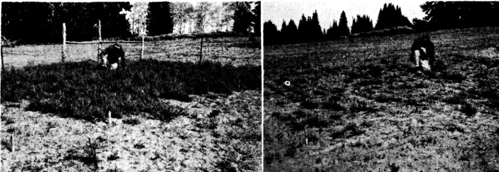 FIGURE 1. Differences in production of grass between gopher-controlled plots (left) and uncontrolled plots (right) one year after seeding
