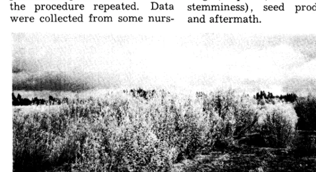 FIGURE 1. Annual white sweet clover nial (left and background) is well adapted over a range of altitude from 2,500 to 9,000 feet and makes excellent growth as compared to the bien- (right and foreground), which seldom flowers, 