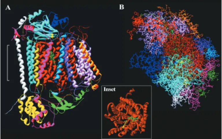 Fig. 3: Backbone of bovine subunit-I.