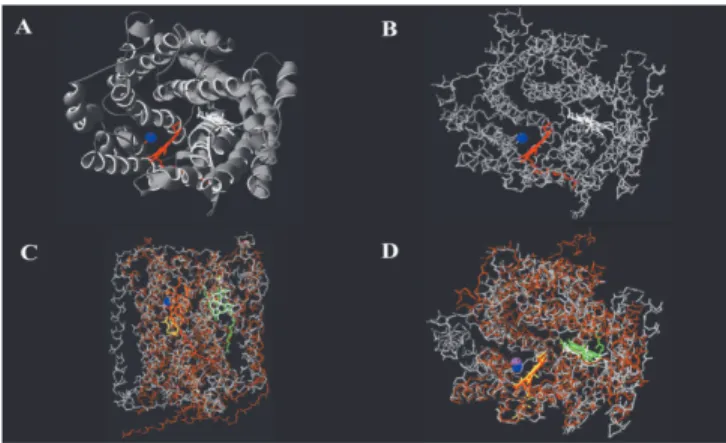Fig. 5: Subunit-I of ba 3 and bovine Cox.