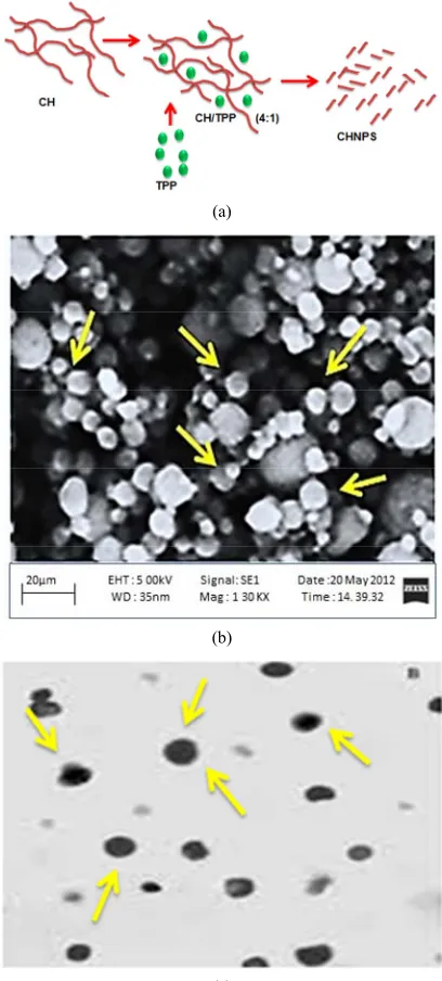 Figure 1. (a) A schematic design for preparation of the chitosan nanoparticles using sodium tripolyphosphate (TPP); (b) Scanning electron microscopy of chitosan nanoparticles; (c) Transmission electron microscopy of chitosan nanoparticles