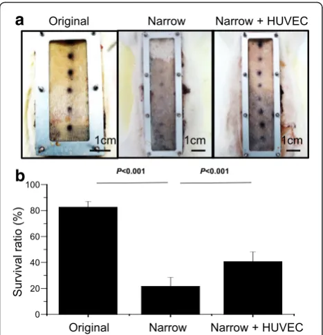 Fig. 6 Modification of flap chamber for cell therapy. Gross picturesfor flap survival between original (3.6 × 7.2 cm, 20 g), narrow (3 × 10 cm,17 g), and cell therapy in narrow chamber by human umbilical veinendothelial cells (HUVECs) (Narrow + HUVEC) (a)