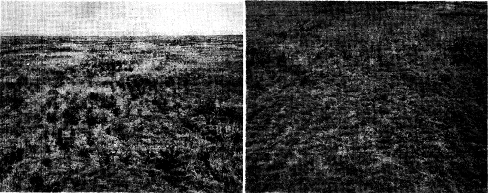 FIGURE 1. Left: Plot with nitrogen drilled into native sod in 1953. Right: Plot drilled only in 1953