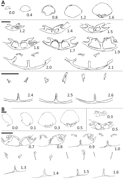 FIGURE 5. A and B, transverse serial sections from two specimens of Ptilorhynchia mclachlani sp