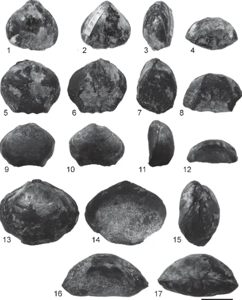 FIGURE 6. 1–4. Ptilorhynchia aff. plumasensis Crickmay, USGS Mesozoic Locality 32032 (=80Ace119), Karluk Quadrangle, Alaska, Shelikof Formation, Callovian, Middle Jurassic, dorsal, ventral, lateral, and anterior views