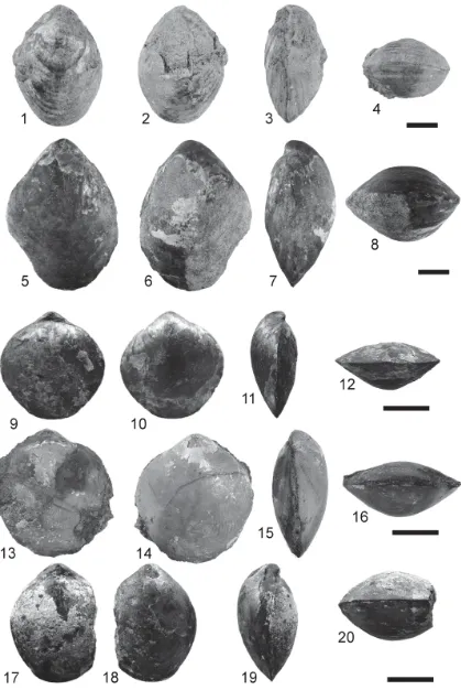 FIGURE 8. 1–8. 227.426, seep 13, dorsal, ventral, lateral, and anterior views. 17–20. views