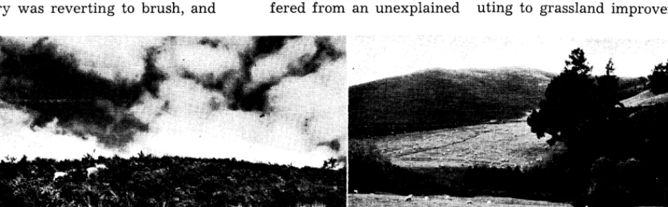FIGURE 3. Results of two methods of controlling gorse (Ulex europaeus). The pictures were taken on adjoining fields