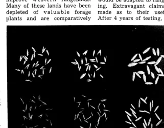 FIGURE 1. Unpelleted (bottom row) and pelleted (top row) seeds of crested wheatgrass (left and center) and intermediate wheatgrass (right)