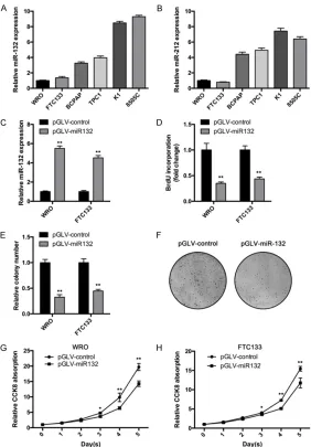 Figure 1. miR-132 suppresses thyroid cancer cells proliferation in vitro. A and B. miR-132 and miR-212 expression in six thyroid cancer cell lines was determined by qRT-PCR assay