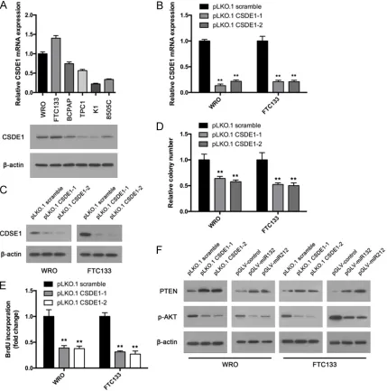 Figure 4. miR-132/212 co-target the 3’-UTR of CSDE1 mRNA and downregulates CSDE1 expression in thyroid can-cer cells