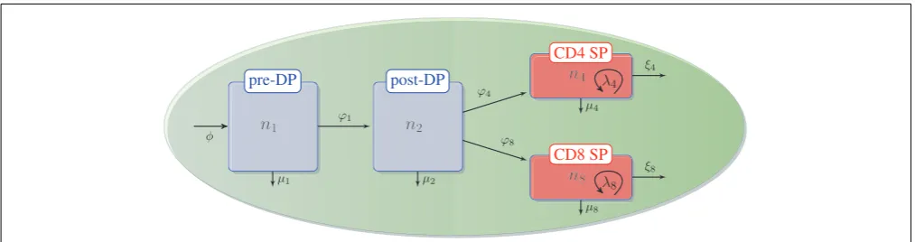 FIGURE 2 |Thymic development as hypothesized in the second model.We assume there is a ﬂux, φ, that represents the differentiation of DNs intopre-DPs