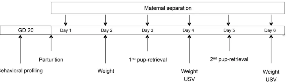 Figure 1. Experimental outline. Two experimental groups were used in the maternal separation paradigm: MS0, handling of the pups tional day, USV: Ultrasonic vocalization