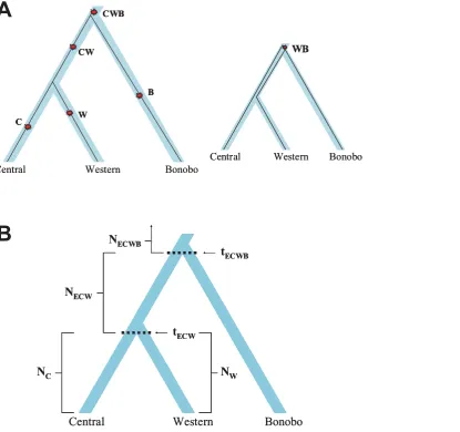 Figure 1. Schematic of our six-parameter model for analysis of the history of bonobos, central, and western chimpanzees