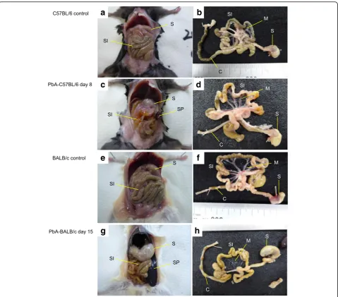 Fig. 3 Mouse abdominal gross pathology. A PbA-C57BL/6 mouse on day 8 and a PbA-BALB/c mouse on day 15 are shown with uninfecteda PbA-C57BL/6 mouse revealed a change in the course of the small intestine, and the spleen started to enlarge.removal from the mo