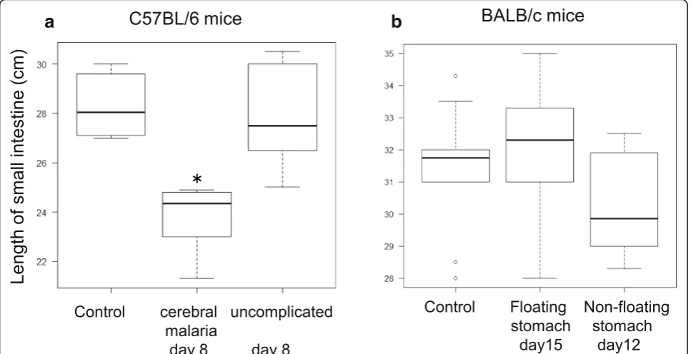 Fig. 5 The length of the small intestine in PbA-C57BL/6 mice, PbA-BALB/c mice, and uninfected control mice