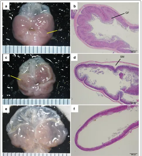 Fig. 6 Pathology of the stomach. A PbA-C57BL/6 mouse with cerebral malaria on day 8 and a PbA-BALB/c mouse on day 15 are shown withathe mouse shown inmouse shown inuninfected C57BL/6 mouse
