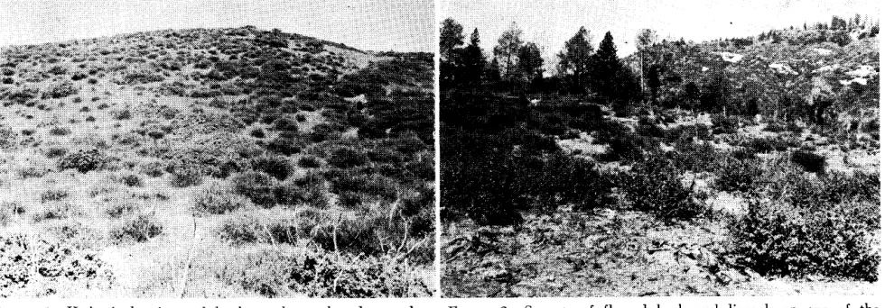 FIGURE 1. Hedged 