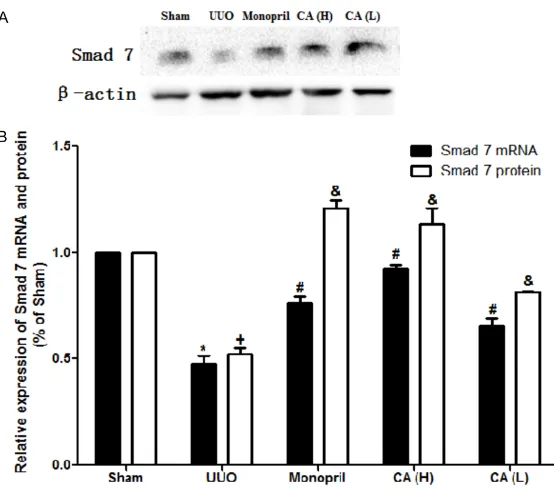 Figure 5. Treatment of CA inhibited Smad7 gene and protein expression in renal tissues of the UUO rats