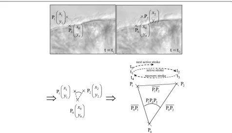 Figure 1 Determination of digital high-speed videomicroscopy parameters of ciliary beat pattern of a cilium.cilium (base of the cilium, P The three positions of the0, positions of the tip before the active and recovery strokes, P1 and P2 respectively) and 