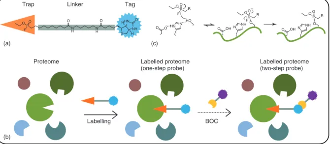 Figure 1 Labelling enzymes with an activity-based probe. (a) General activity-based probe design, with ﬂuorophosphonate-biotin as example