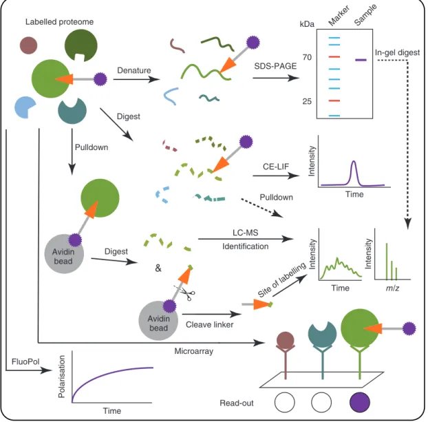 Figure 2 Visualisation of ABPP analytical platforms: SDS-PAGE, CE-LIF, LC-MS, microarray and FluoPol.