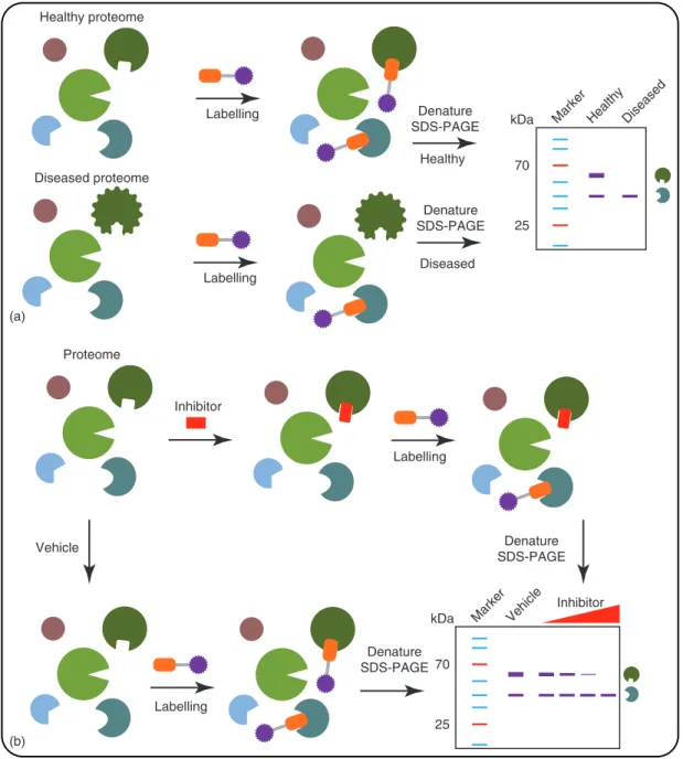 Figure 3 ABPP experiments. (a) Comparative ABPP. (b) Competitive ABPP.