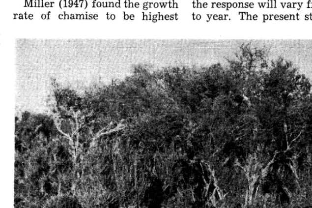 FIGURE 1. Ungrazed mature plants of chamise plants in the foreground. are shown in the background with hedged Photo taken November 7, 1956