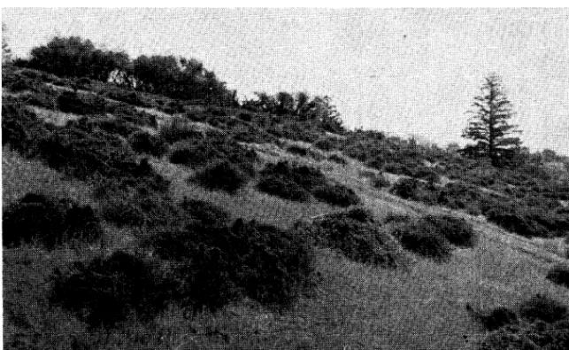 FIGURE 4. The top regression curve shows the elongation of top branches on hedged chamise plants, and the lower curve is for side branches