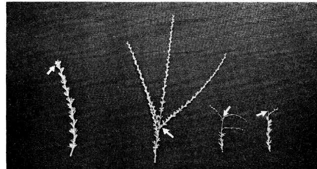 FIGURE 7. The growth responses to terminal bud removal on mature plants were, left to right: leaf enlargement, vegetative axillary growth, and the last two, reproductive axillary growth