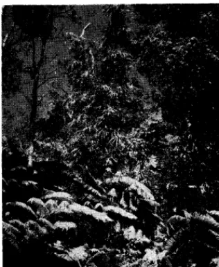 FIGURE 2. An example of the heavy tropical vegetation of ohai and fern trees with ieie vines climbing high on the trees