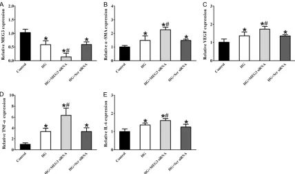 Figure 3. MEG knockdown affects HUVECs inflammation upon high glucose stress. HUVECs were transfected with MEG3 siRNA, scramble (Scr) siRNA or left untreated, and then these cells were exposed with or without high glucose (30 mM)