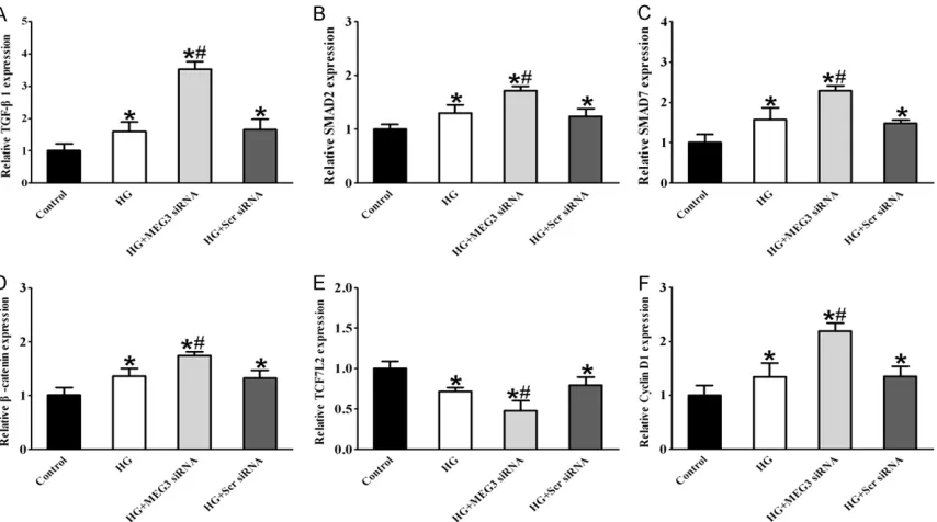 Figure 4. MEG knockdown influenced the expression of TGF-β pathway and Wnt/β-catenin pathway genes upon high glucose stress in HUVECs