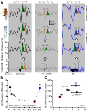 Figure 9.Fluctuations in quantum efficiency accentuate certain stimulus features relative to others