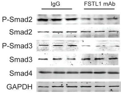 Figure 7. Western blot assay shows that treatment of mouse primary hepatic stellate cells with an FSTL1 mAb resulted in the inhibition of Smad2 and Smad3 phosphorylation