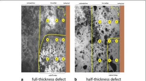 Fig. 4 Serial images of full-thickness defect and half-thickness defect at different 5, 10, 15, and 20% compression