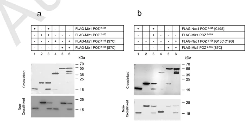 Figure 5The Nac1 and Miz1 POZ domains form a heterodimeric species when expressed in COS-7 cells(a) COS-7 cells were transfected with FLAG-tagged wild-type and mutant Miz1 POZ domains and treated with BMB