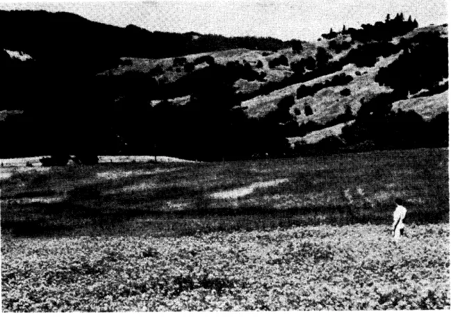 FIGURE 4. Panoramic stage in the then uncontrolled area is shown in the immediate foreground