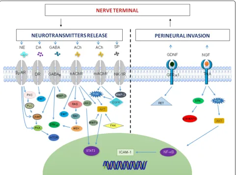 Fig. 1 Neurotransmitters signalling pathways in cancer. Cancer neuro-immune communication is through the release of neurotransmittersmolecule-1; JAK2,janus kinase 2;MEK, MAPK/ERK kinase;mTOR, mammalian/mechanistic target of rapamycin;MMP, matrix metallopep