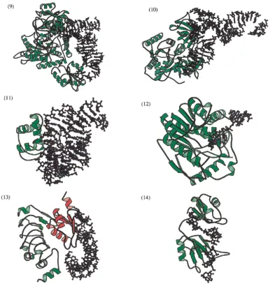 Figure 1. (Opposite and above) MOLSCRIPT diagrams depicting protein–RNA complexes. One complex from each of the 14 families in Table 1 is presented