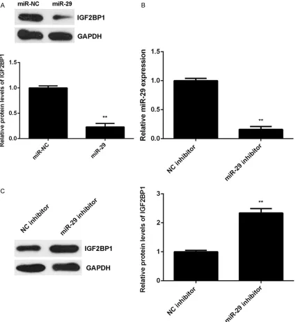 Figure 4. IGF2BP1 is negatively regulated by miR-29 at the post-transcriptional levels in HepG2 cells