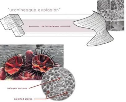 Figure 1: Biomimicry precedent that set the inspiration for all design going into the pavilion model