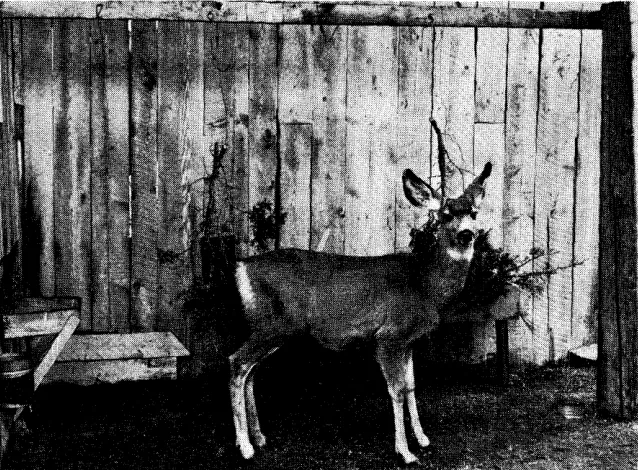 FIGURE 2. Yearling doe being fed juniper and showing signs of poor nutrition, 1956-57