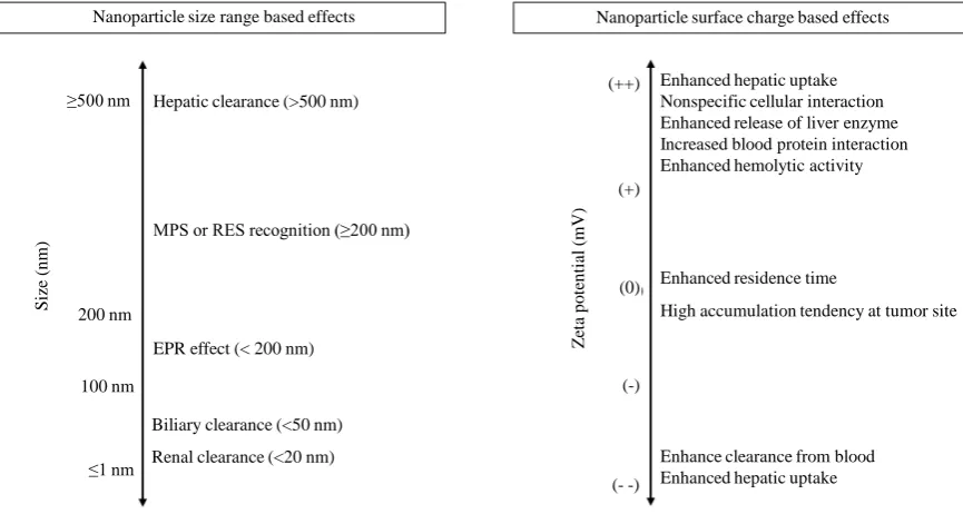 Figure 2. Relative biocompatibility of polymeric NPs based on the effects of size and surface charge