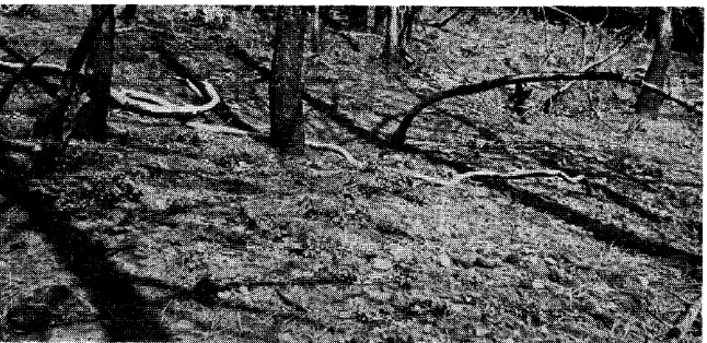 FIGURE 3. Three-year-old growth vegetation 95 percent nated from seeds lying dormant in the duff on brush seedlings of deer- showing the beginning of vigorous and high forage production