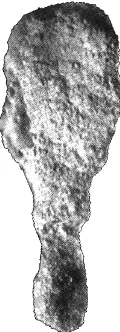 Figure 42. Type specimen of Takkeina anatoliensis modifiedfrom Farinacci & Yeniay (1994).