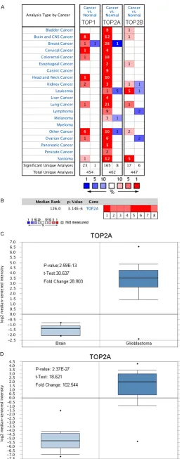 Figure 1. Analysis of TOP2A expression by Oncomineonline database. A: The mRNA expression of TOP family mem-bers in different tumor types